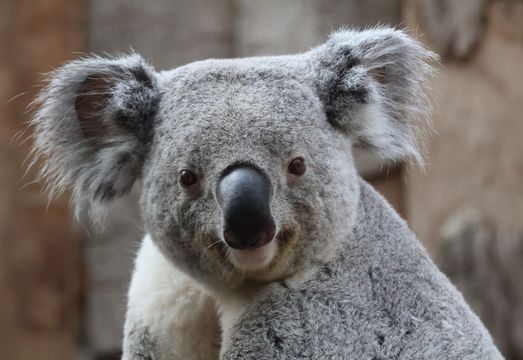 Mercado de energia verde da Austrália